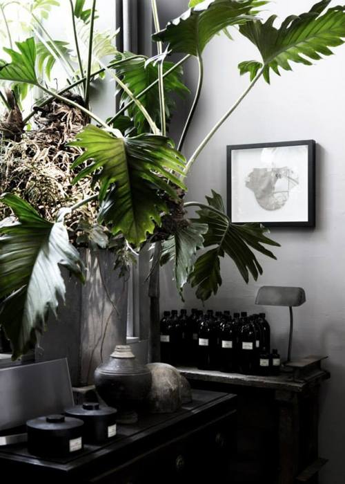 decorazioni di interno con piante e fiori foto 3