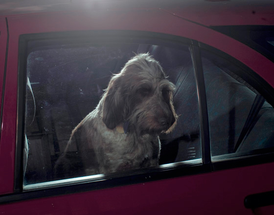 Martin_usborne-dog_1