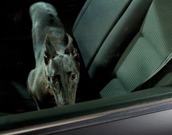 Martin_usborne-dog_11