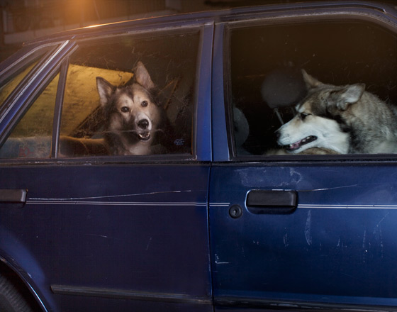 Martin_usborne-dog_12