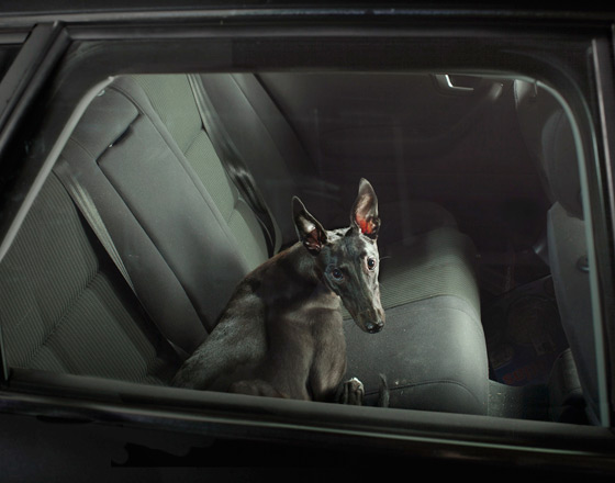 Martin_usborne-dog_13