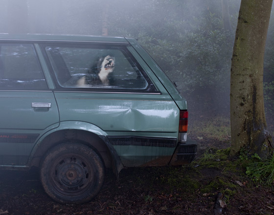 Martin_usborne-dog_14