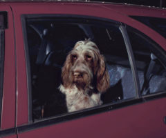 The silence of dogs in cars