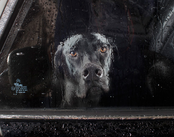 Martin_usborne-dog_5