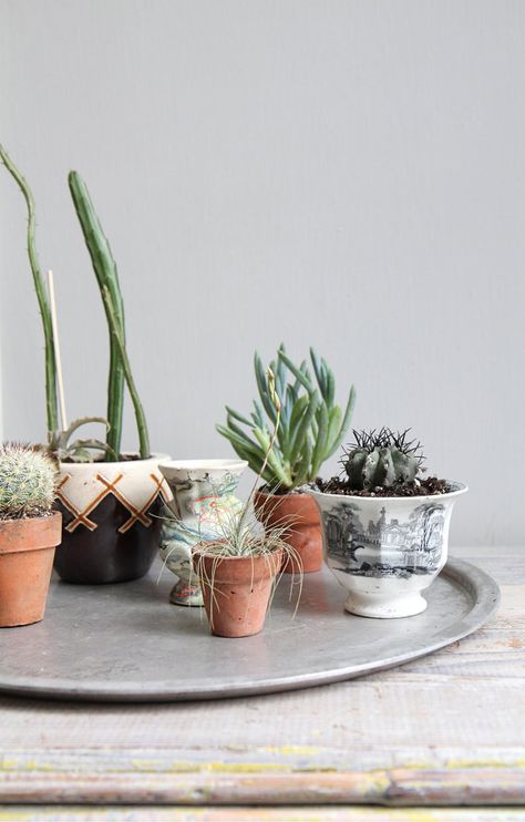 Cactus love, etsy.com