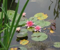 Il giardino impressionista di Monet