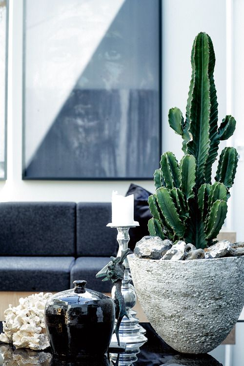 Cactus love onlybutaglimse.tumblr.com
