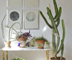 Cactus Love