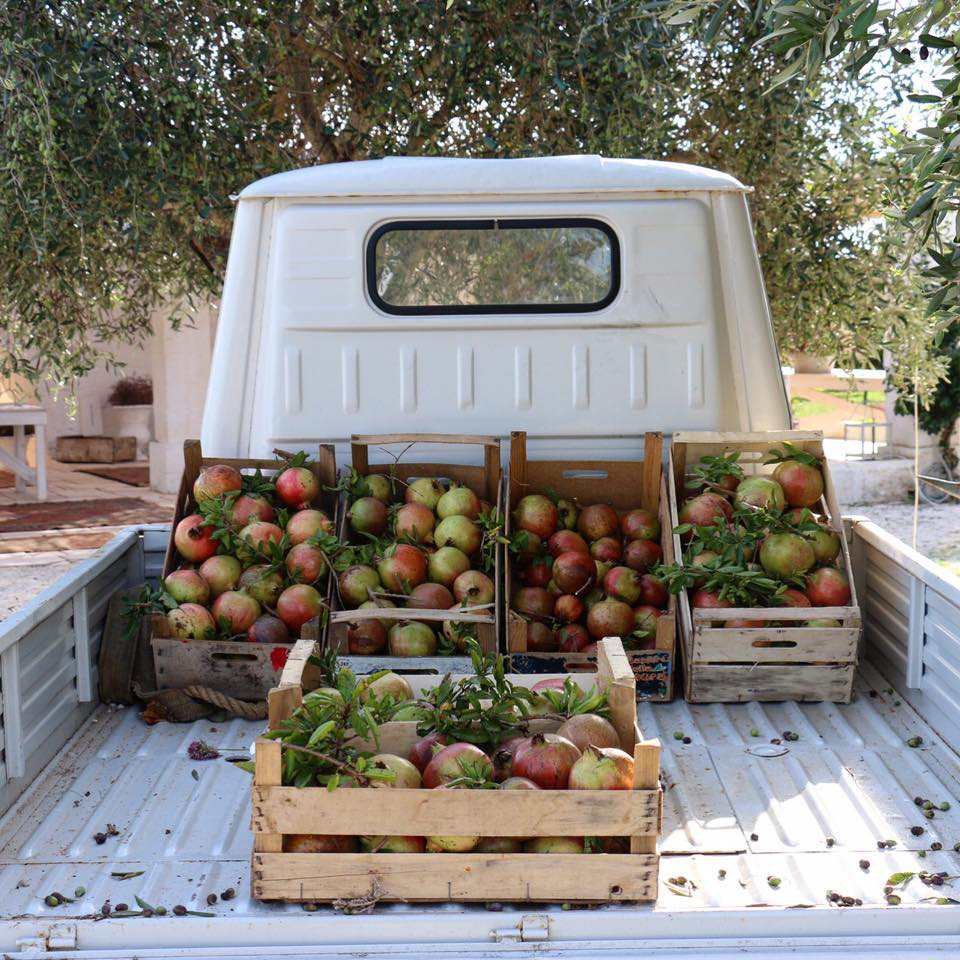 Masseria Potenti 6