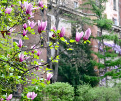 L’orto botanico di Brera