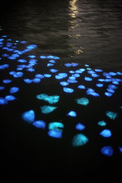 miya-ando-obon-3