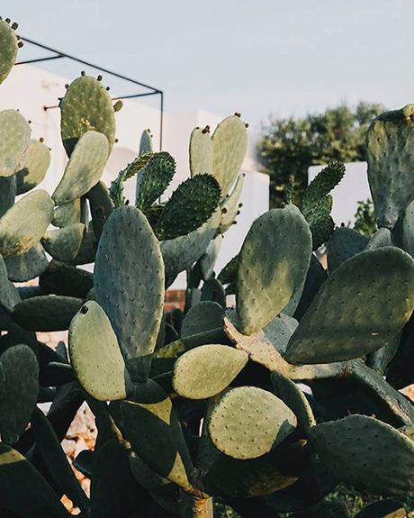 Una vacanza in Masseria vicino a Ostuni Masseria Moroseta 4