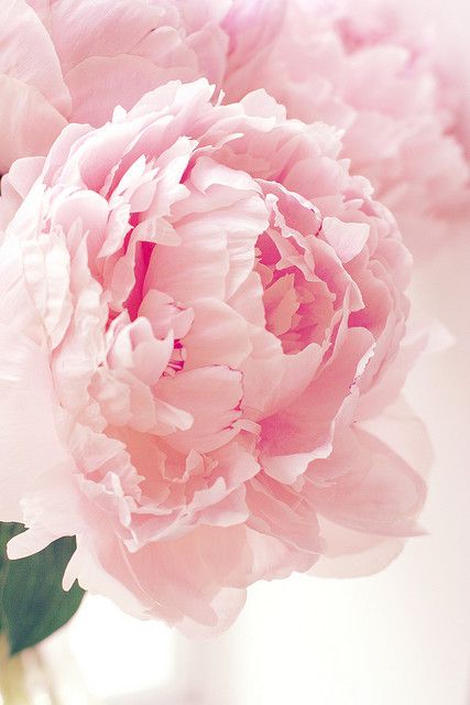 peonie 3