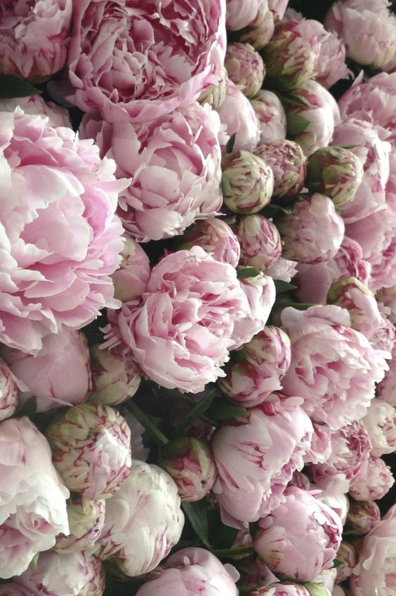 peonie 4