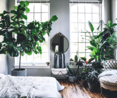 Get the look: un’esegerazione di piante per una casa che sembra una serra