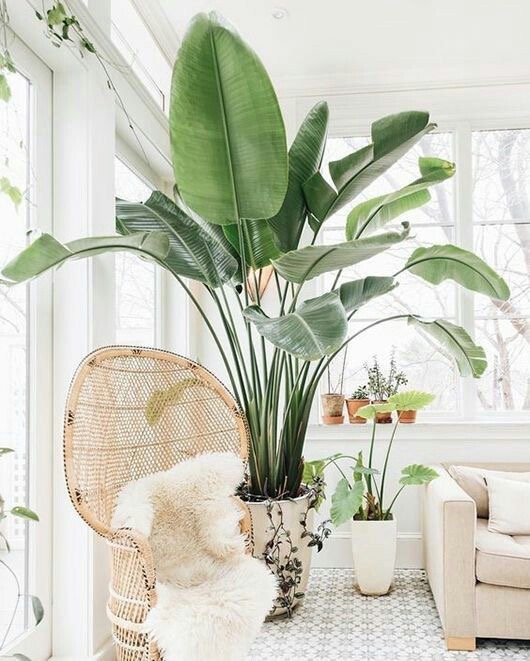 banano da interno.jpg4 inthemoodfordesign