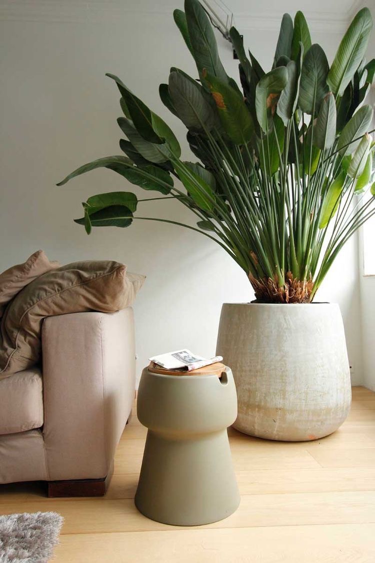 banano da interno.jpg5 inthemoodfordesign