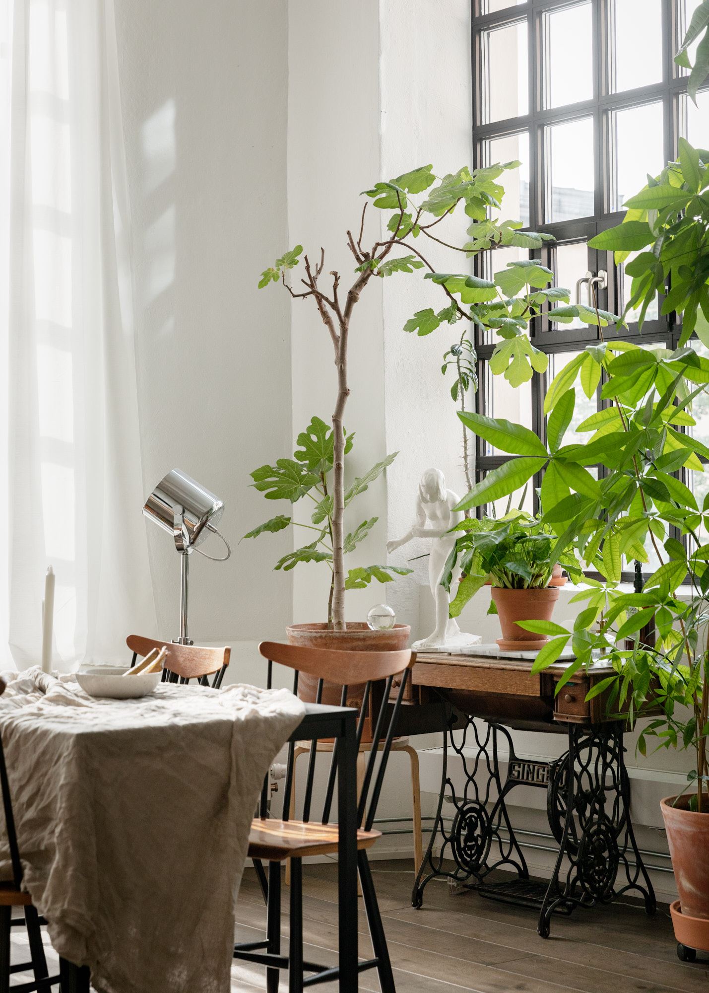 Loft con piante 10