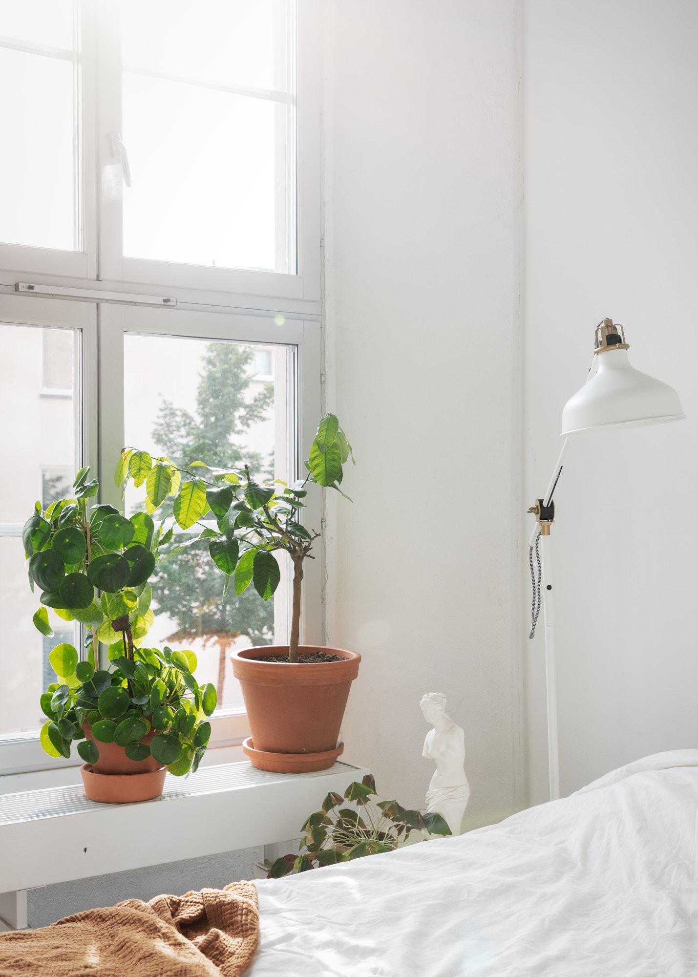 Loft con piante 16