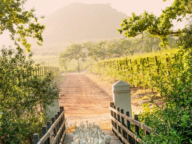 Babylonstoren 12